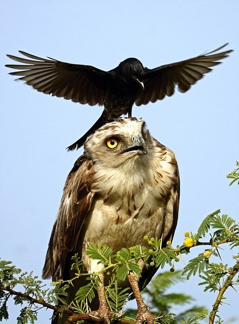 Cмелая ворона против орла