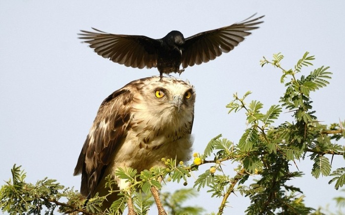 Cмелая ворона против орла