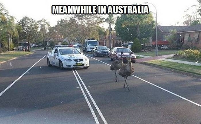 Только в Австралии
