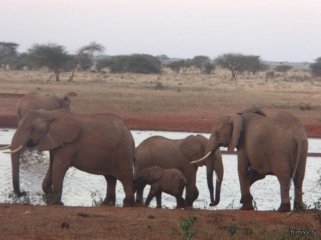 Житель Кении спасает животных от сильной засухи (8 фото)