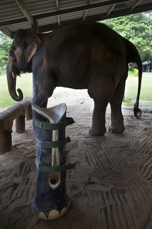 Протез для слона (10 фото)