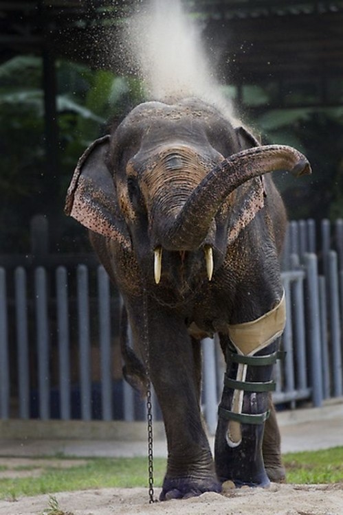 Протез для слона (10 фото)