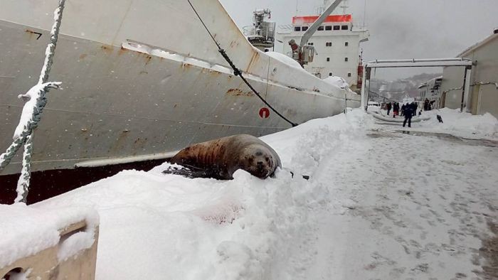 На Камчатке моряки подкормили голодного тюленя (3 фото)