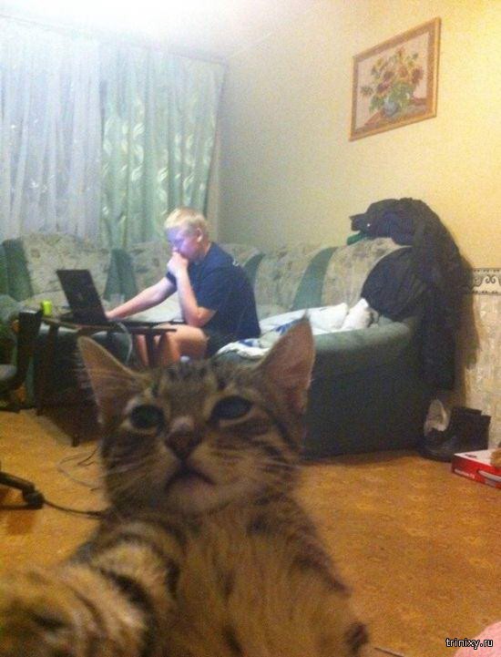 Приколы с котами (30 фото)