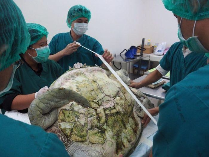 В Таиланде спасли черепаху, достав из ее желудка 915 монет