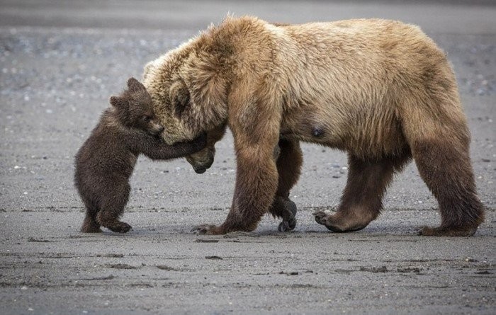 Мама-медведица с 4-месячными малышами (12 фото)