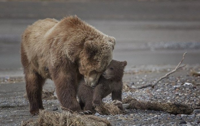 Мама-медведица с 4-месячными малышами (12 фото)
