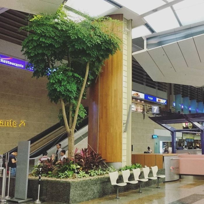 Чанги в Сингапуре - лучший аэропорт в мире (31 фото)