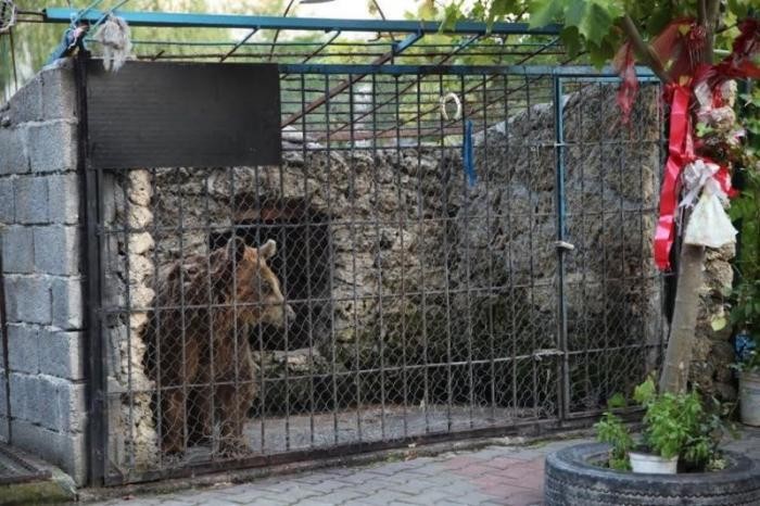 Жизнь албанского медведя после отказа от пива (13 фото)