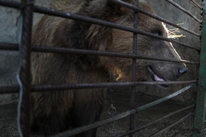 Жизнь албанского медведя после отказа от пива (13 фото)