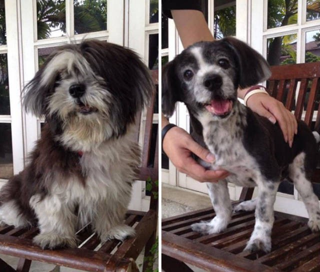 Собаки до и после стрижки (50 фото)