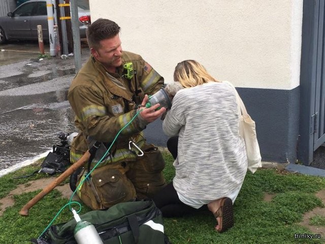 Пожарный реанимировал собаку, спасенную из пожара (8 фото)