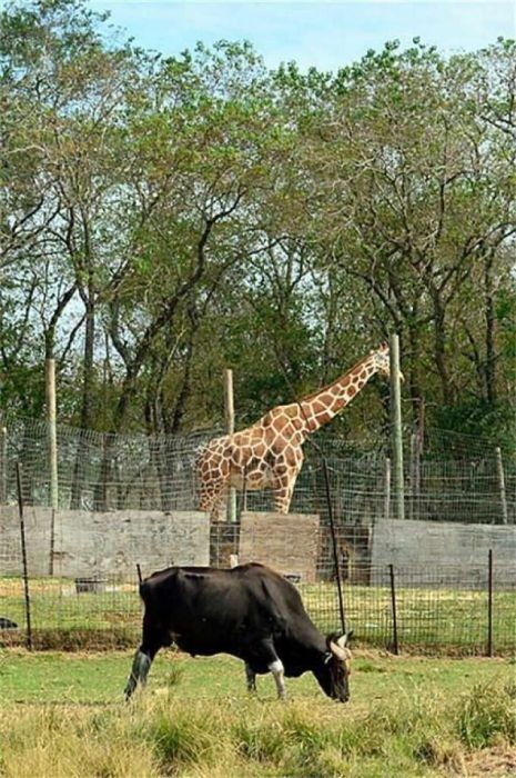В США продают зоопарк за 7 миллионов долларов (21 фото)