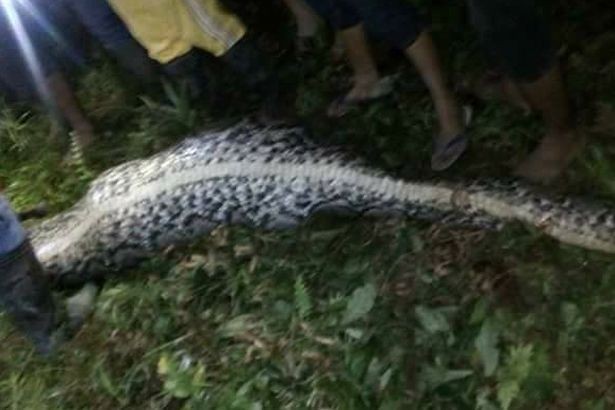 Жители деревни в Индонезии обнаружили соседа внутри убитого питона (4 фото)