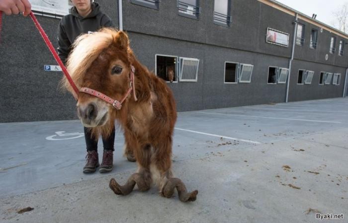 Копыта пони, которые не обрезали 10 лет (11 фото)