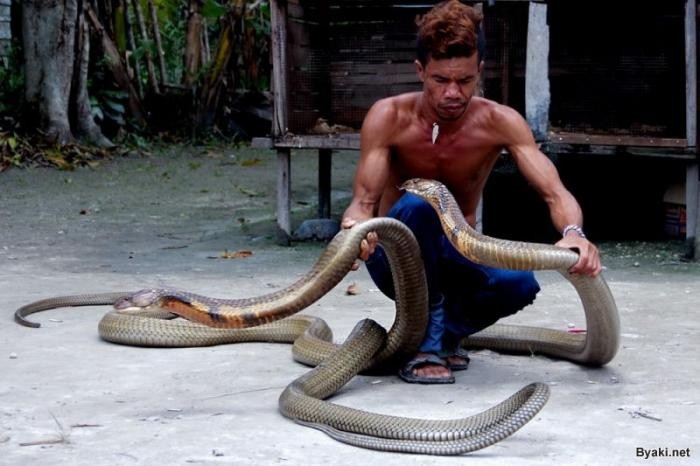 Заклинатель змей поймал две 4-метровые кобры и руками удалил у них зубы (18 фото)