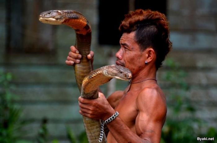 Заклинатель змей поймал две 4-метровые кобры и руками удалил у них зубы (18 фото)