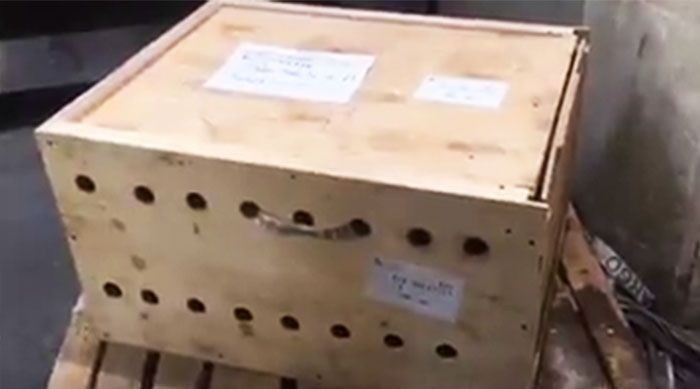 В аэропорту Бейрута внутри ящика обнаружили трех сибирских тигрят (5 фото)