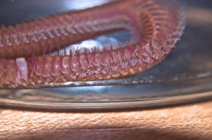 Познакомьтесь с хищным морским многощетинковым червем (21 фото)