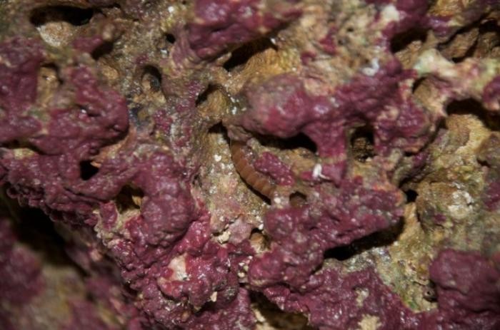 Познакомьтесь с хищным морским многощетинковым червем (21 фото)