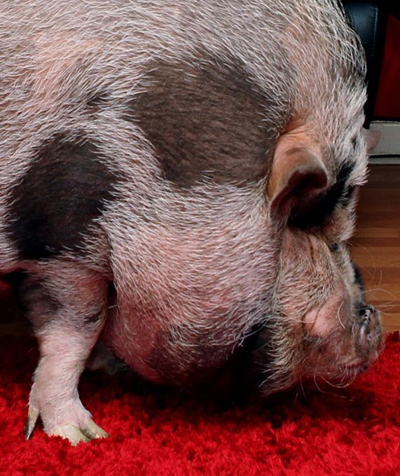 Будь начеку, покупая декоративную свинку (8 фото)