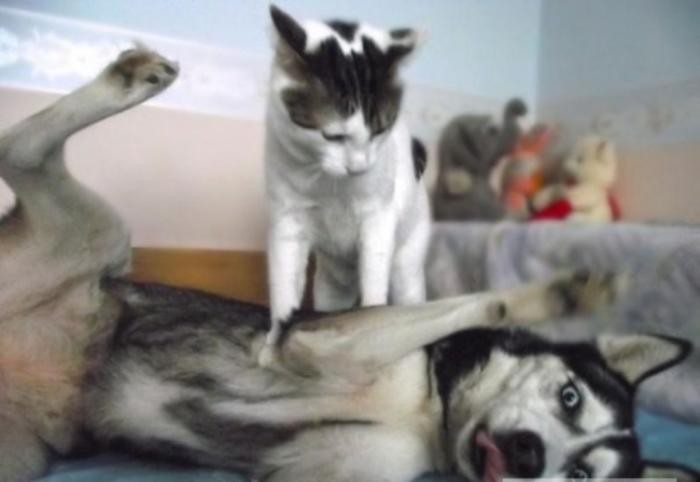 Жестокая бойня кошки и собаки (3 фото)