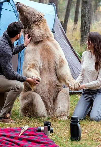 Фотосессия с медведем в лесу (6 фото)