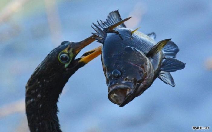 Голодная птица проглотила рыбу, которая в три раза больше её головы (6 фото)