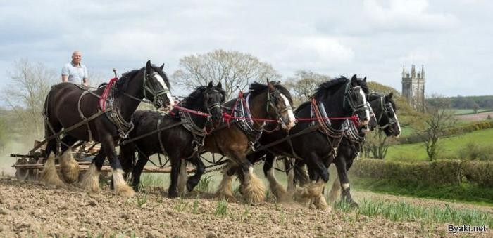 Крупные лошади-тяжеловозы заменяют фермеру трактор (6 фото)