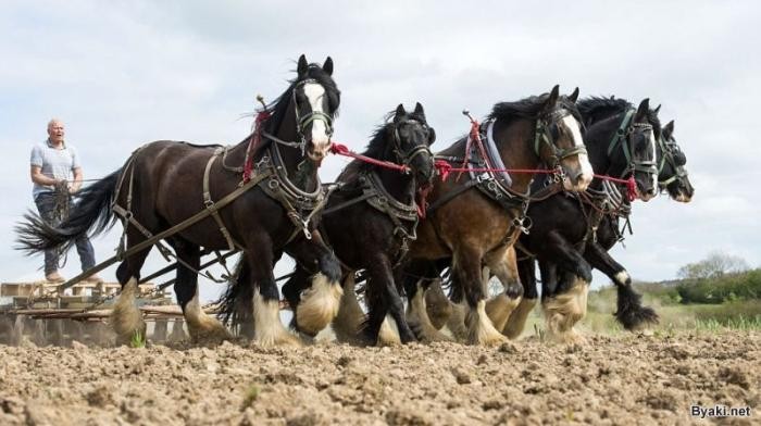 Крупные лошади-тяжеловозы заменяют фермеру трактор (6 фото)