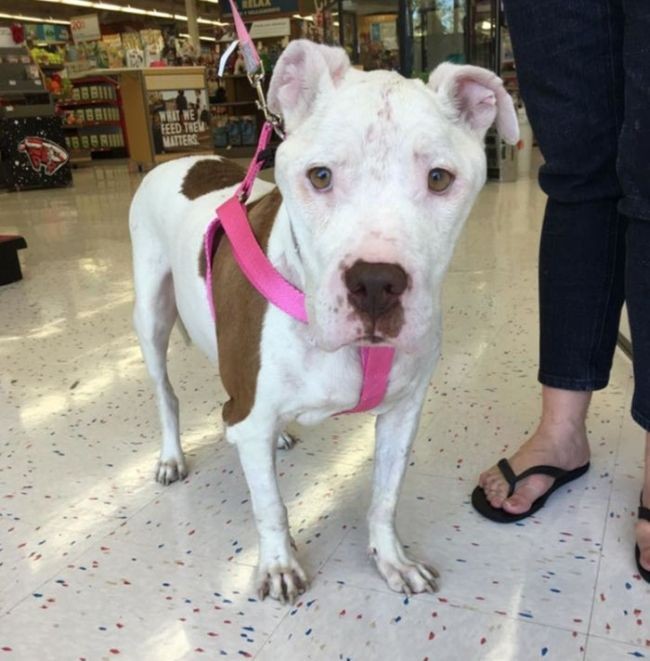 Спасение несчастного питбультерьера (6 фото)