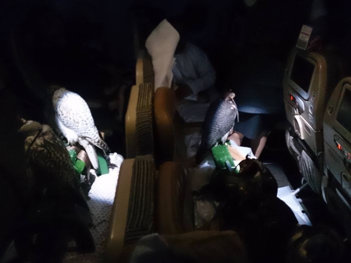 Миграция охотничьих соколов по-арабски (4 фото)