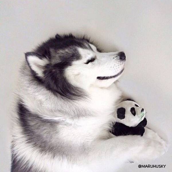 Хаски, похожий на панду, стал звездой «Инстаграм» (32 фото)