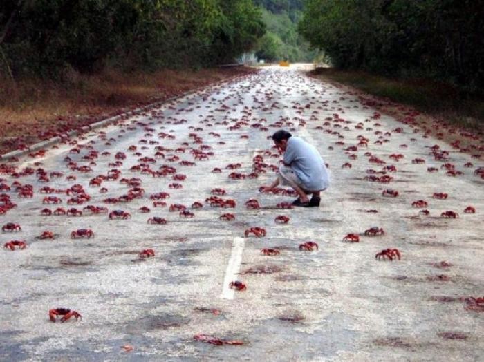 Миграция крабов на острове Рождества (8 фото)