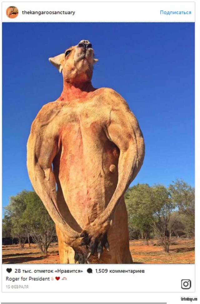 В Австралии поставят памятник прославившемуся кенгуру (3 фото)
