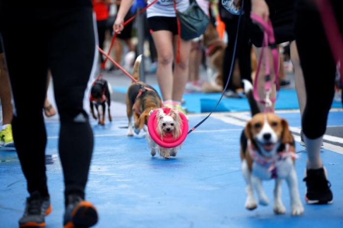 Мини-марафона для собак в Бангкоке (13 фото)