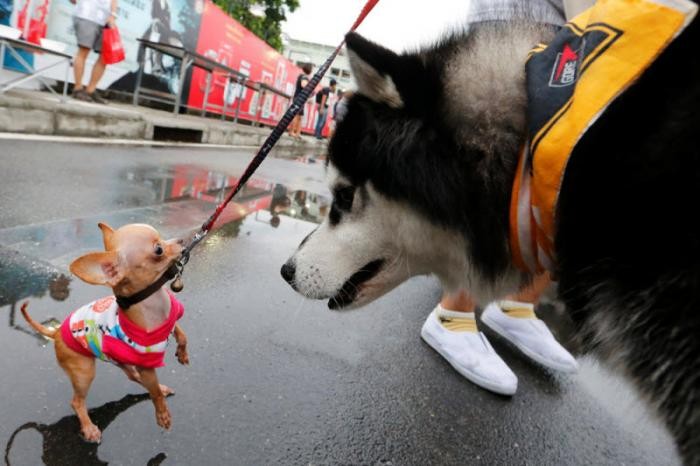 Мини-марафона для собак в Бангкоке (13 фото)