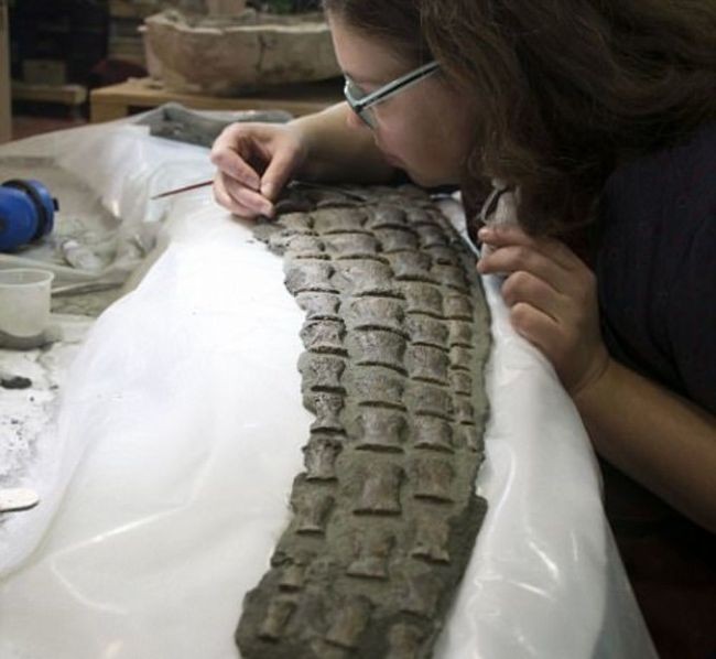 В музее показали останки нодозавра, которым 110 миллионов лет (6 фото)
