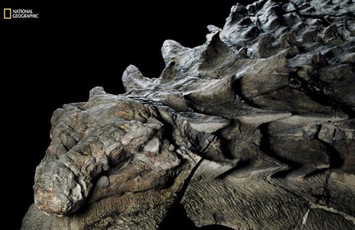 В музее показали останки нодозавра, которым 110 миллионов лет (6 фото)