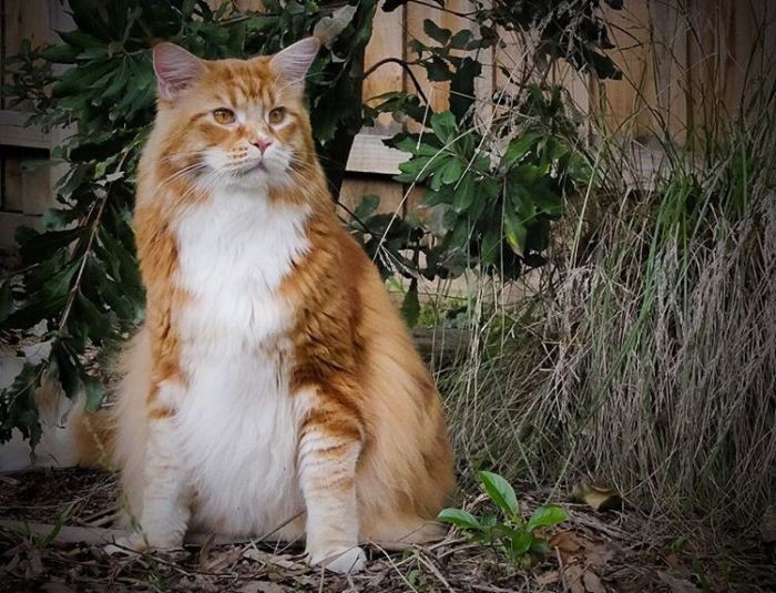 120-сантиметровый кот может попасть в «Книгу рекордов Гиннеса» (10 фото)