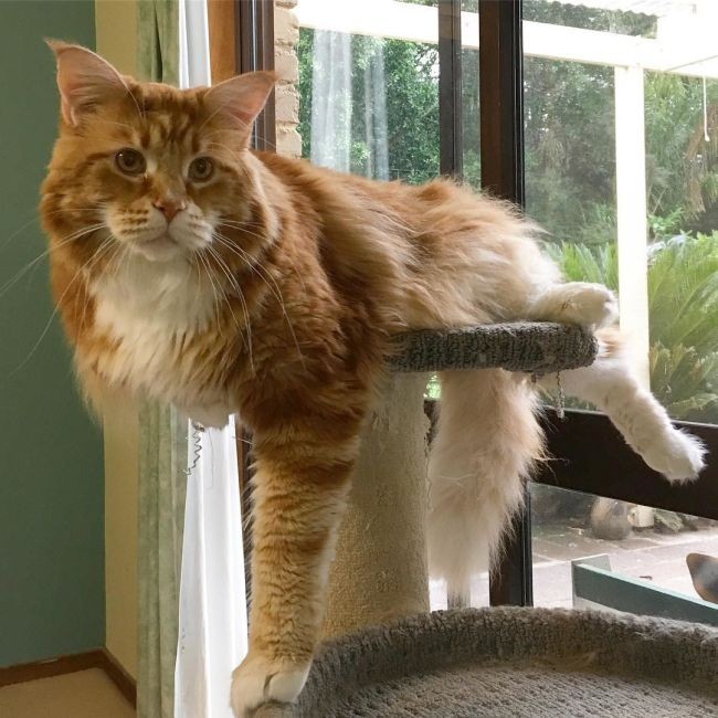 120-сантиметровый кот может попасть в «Книгу рекордов Гиннеса» (10 фото)