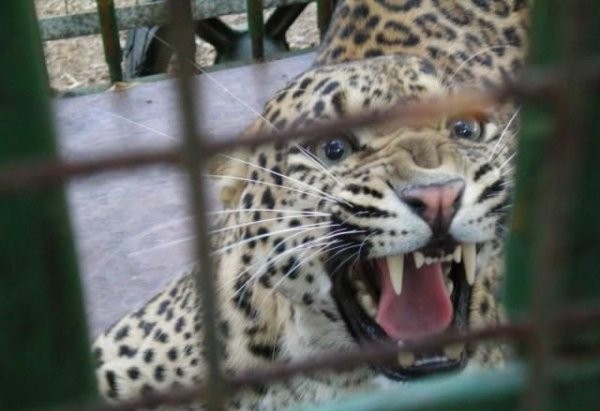 Домашний зоопарк в арабской стране (10 фото)