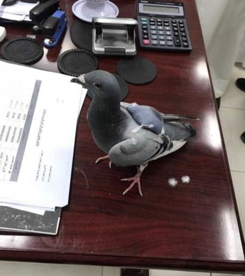 В Кувейте задержан голубь-контрабандист (4 фото)