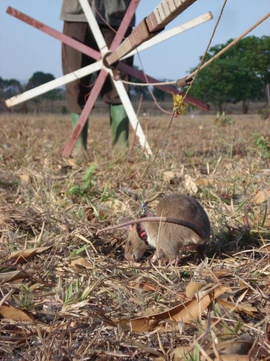 Крысы-саперы (9 фото)