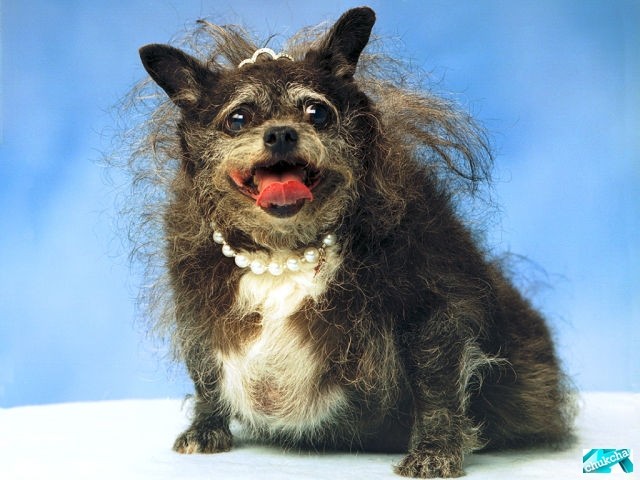 Двадцатка самых уродливых собак (20 фото)