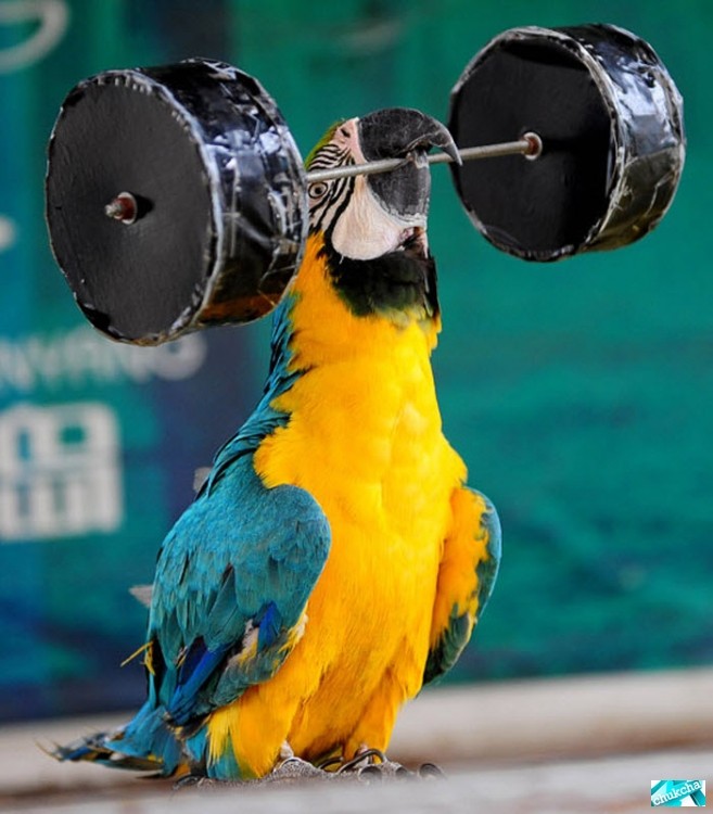 Забавная птичья Олимпиада (13 фото)