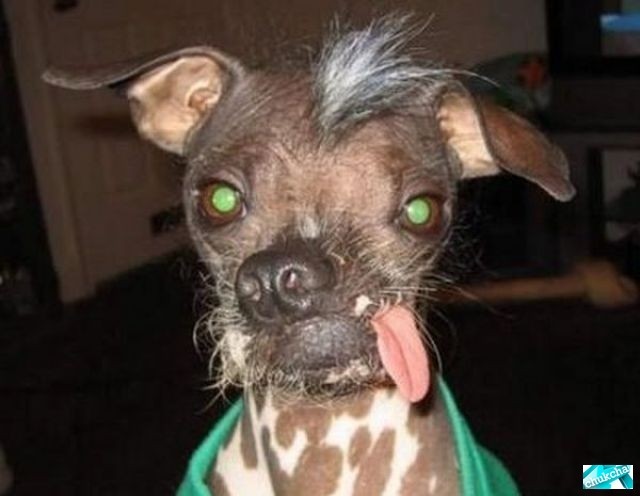 Двадцатка самых уродливых собак (20 фото)