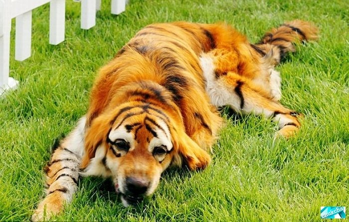 Китайские собаки-панды и собаки-тигры (10 фото)