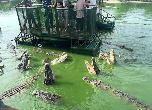 Крокодиловая ферма в провинции Чонбури для любителей острых ощущений (5 фото)