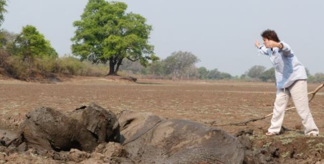 Слон застрял в грязи (16 фото)